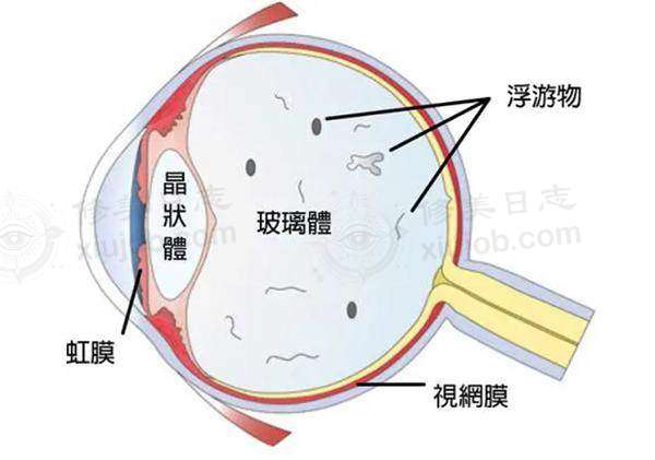 三、泉州艾格眼科医院医生介绍: